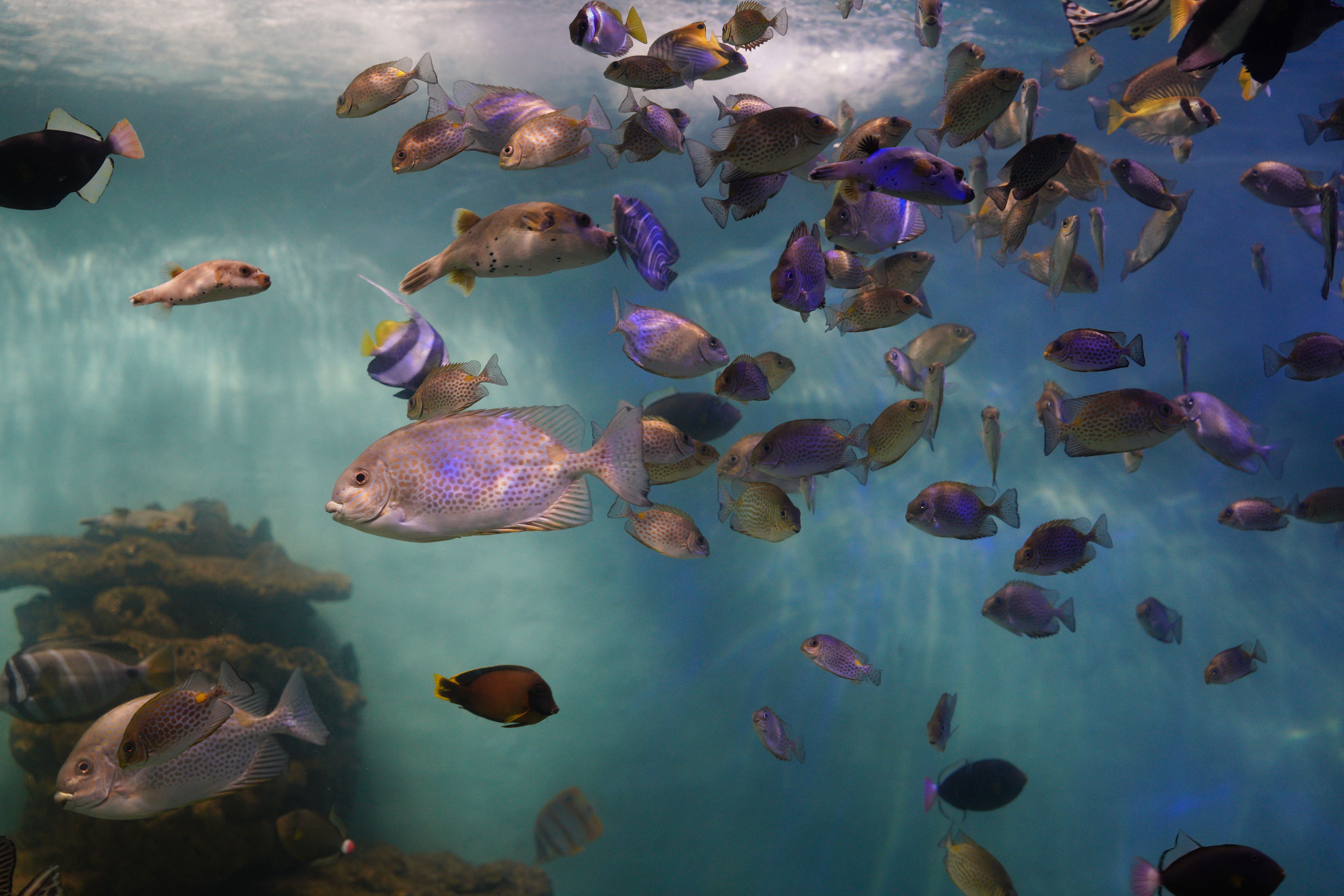 uShaka Marine World waterfront attraction in Durban with restaurants, shops and marine activities